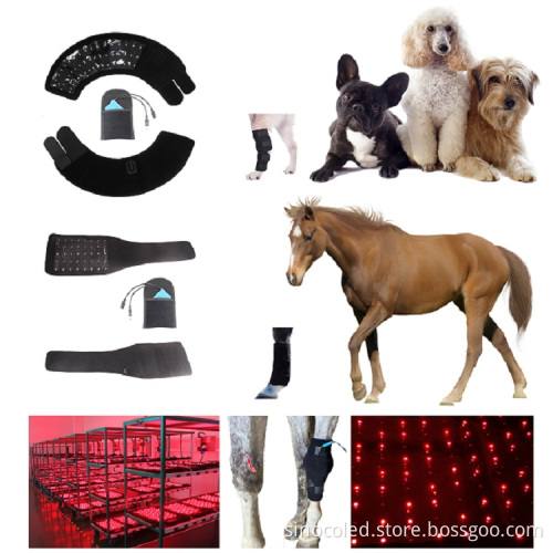 Sphynx Cat Supplies and Accessories in Canada